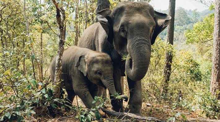 Nesli tükenmek üzere olan Asya filleri Vietnam'da ortaya çıktı