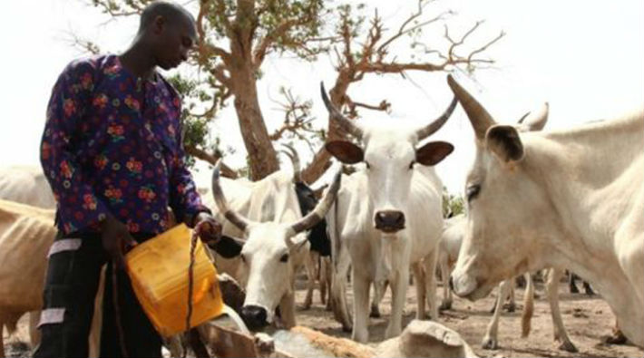Nijerya'da çiftçiler ve hayvancılar arasında çatışma