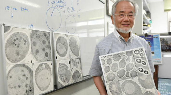  Nobel Tıp Ödülü Japon bilim insanına verildi