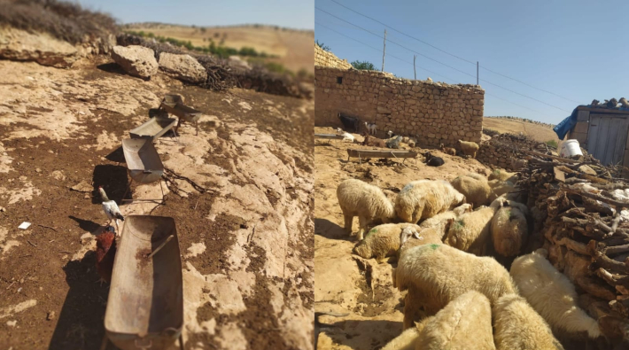 Nusaybin'de bir köyün elektriğini kestiler: Hayvanlar telef olmak üzere 