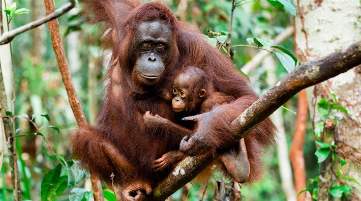 Orangutanı 130 kez vurarak katlettiler!