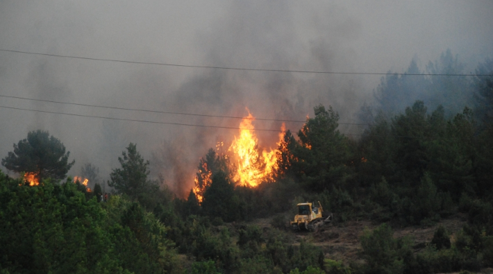 Orman yangınlarından geriye rant kaldı: 'Tomruklar, çok uluslu şirketlere satıldı'