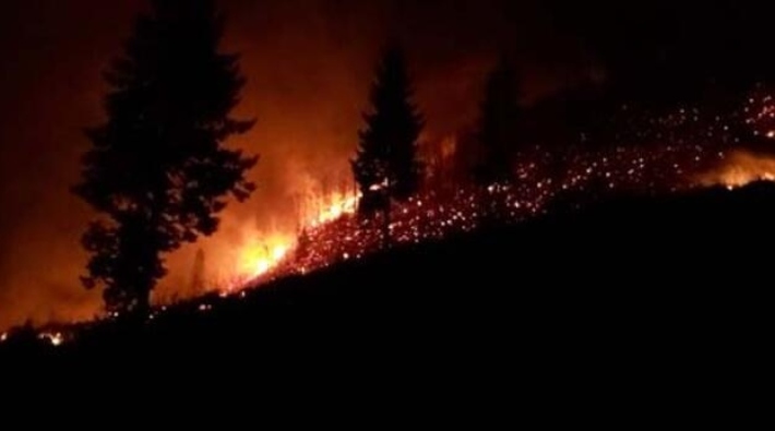 Pakdemirli'den Karadeniz'deki orman yangınlarıyla ilgili açıklama