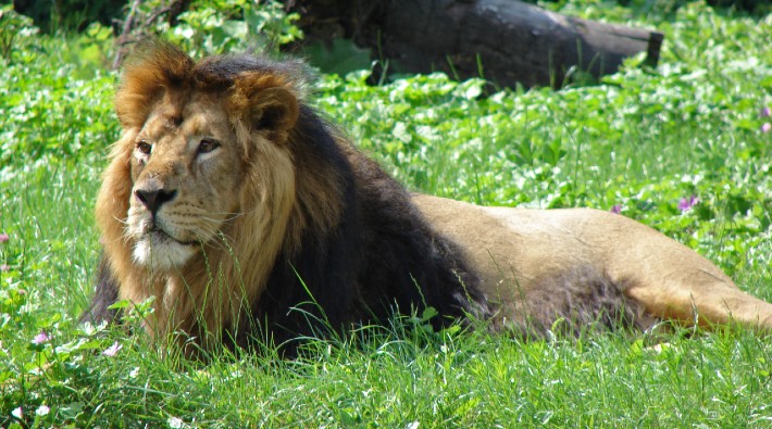 Hindistan'da hayvanat bahçesindeki 8 aslan koronavirüse yakalandı