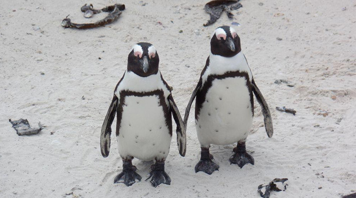 Nesli tehlike altında olan Afrika penguenlerine arı saldırısı: 63 penguen öldü