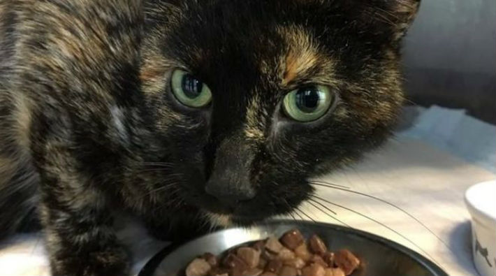 Hollanda'da kaybolan kedi Pepper evinden 950 kilometre uzaktaki Avusturya'da bulundu