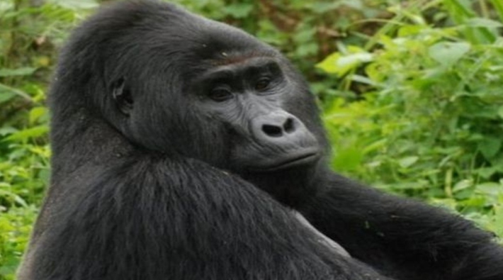 Koruma altındaki gorili öldüren kişiye 11 yıl hapis cezası