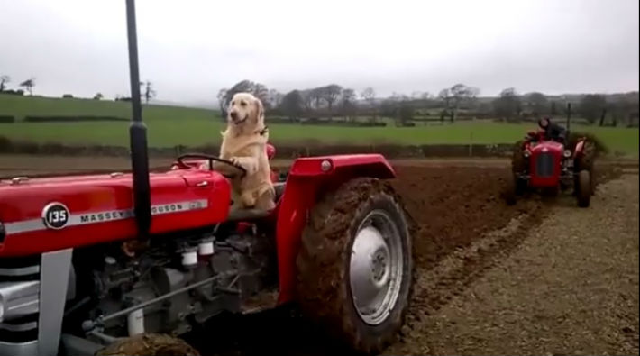 Köpek Rambo sahibine traktör sürerek yardım ediyor