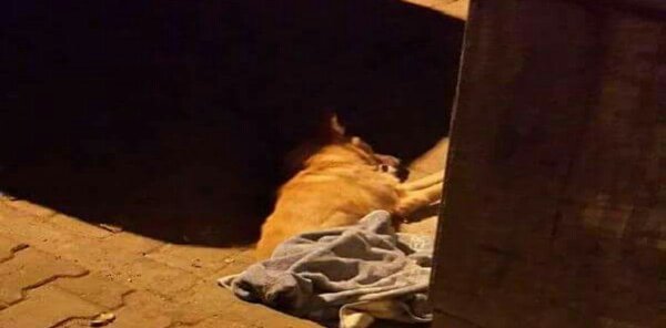 İzmir'de 3 köpek zehirli et verilerek öldürüldü