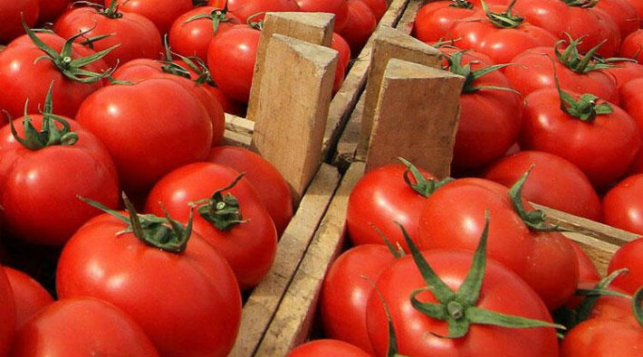 Rusya'ya gönderilen 20 ton domates iade edildi