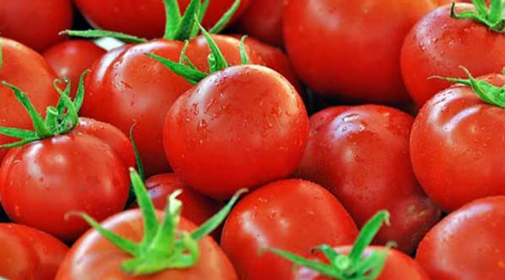 Rusya Türkiye'de domates üretecek
