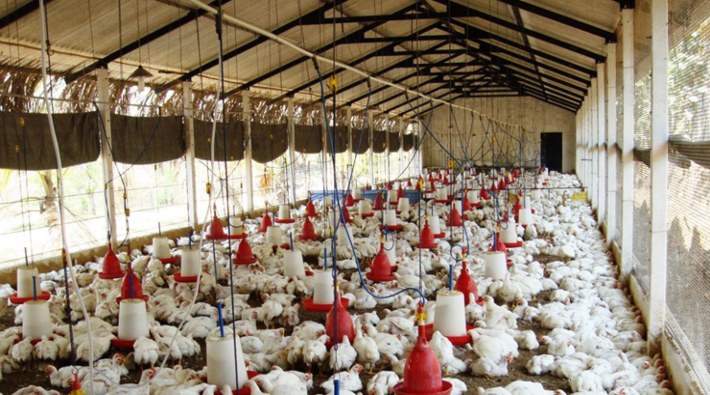 Sakarya'da 'kuş gribi' alarmı: 700 bin tavuk telef oldu