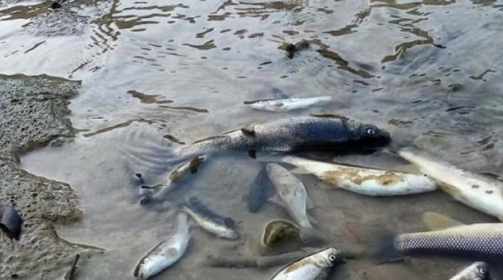 Adana'da toplu balık ölümleri... HES barajından dereye 3 ton asit mi karıştı?