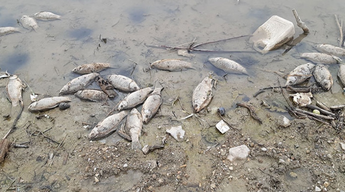 Samsun’da baraj göletinde toplu balık ölümleri