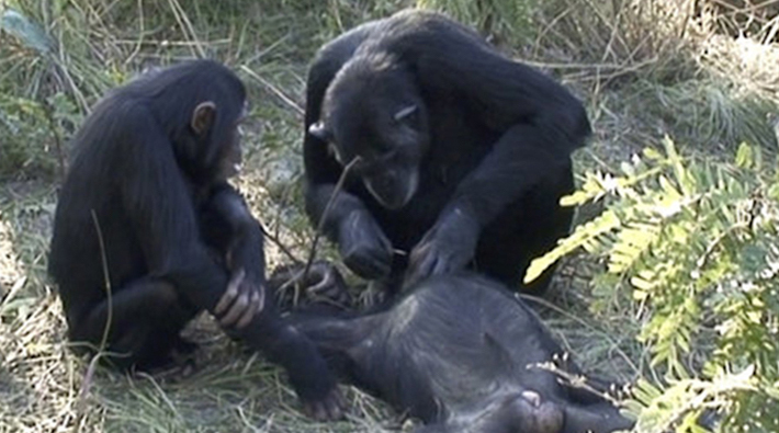 Şempanzeler ölülerinin dişlerini temizlerken görüntülendi