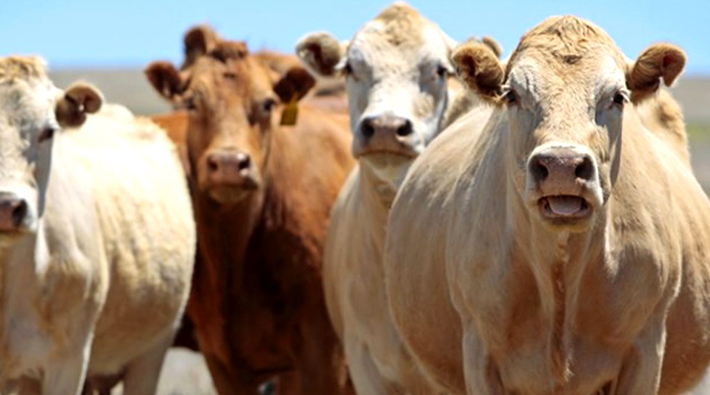Sığır ithalatında rüşvet iddiası: ‘Bu rüşvet olayı ilk mi?’