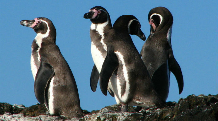 Şili'de hükümet penguenlerin yaşamını tehlikeye atacak maden projesini reddetti
