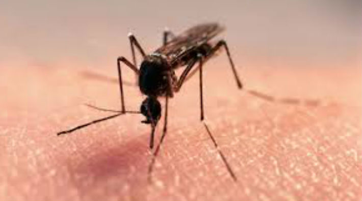 Sivrisinekler en çok kimi ısırıyor?