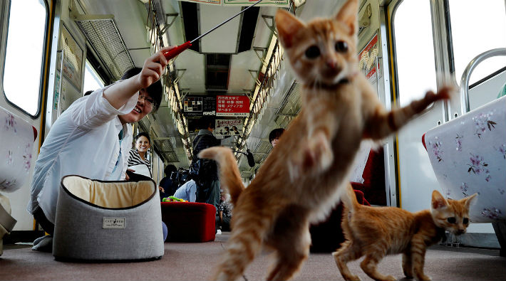Sokağa terkedilen kediler için 'kedi treni'