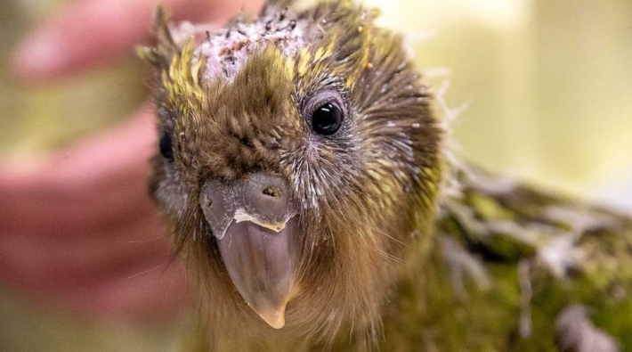 Soyu tükenmekte olan küçük kakapoya beyin ameliyatı