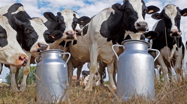 Süt üreticisinin primine seçim öncesi yapılan zam geri alındı: 'Bütçede para yok'