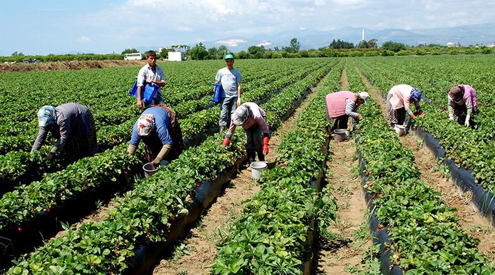 AKP'nin 'Tarımda Milli Birlik Projesi'ne tepki': 'Tarım holdinglere teslim ediliyor'