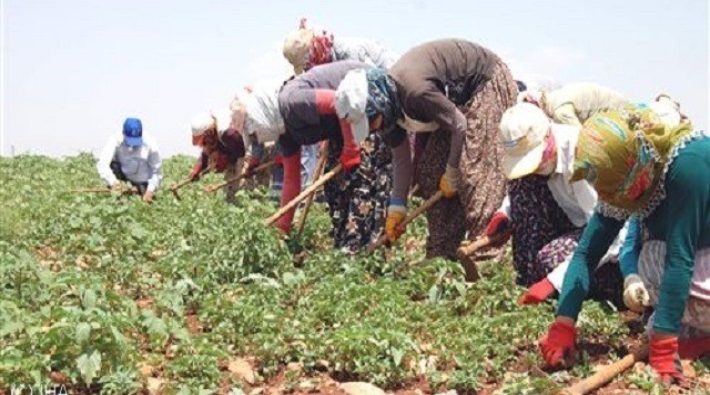 'Her yıl yüzlerce tarım işçisi yollarda can veriyor'