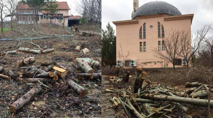 Tayini çıkan imam cami bahçesindeki ağaçları kesti