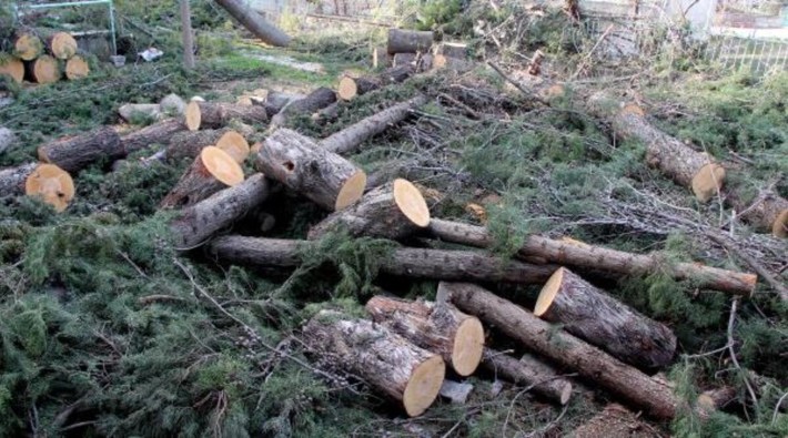Tokat'ta 5 milyon ağacı kesip siyanürle altın arayacaklar: İptal davası açıldı