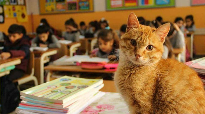 Sınıfından koparılan kedi Tombi yuva arıyor