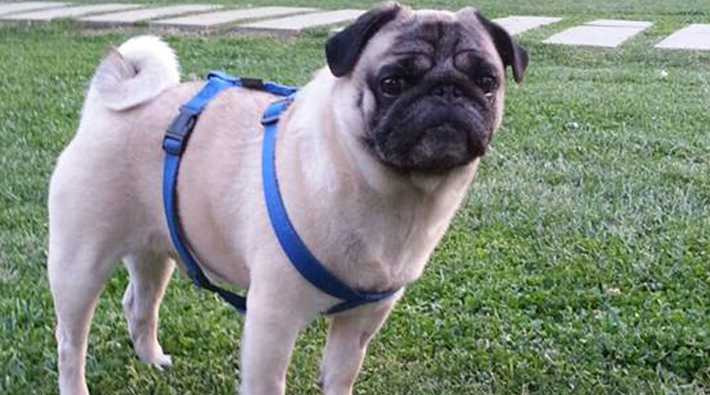 Ulus'taki veterinerin ihmali Pug cinsi köpeğin ölümüne neden oldu