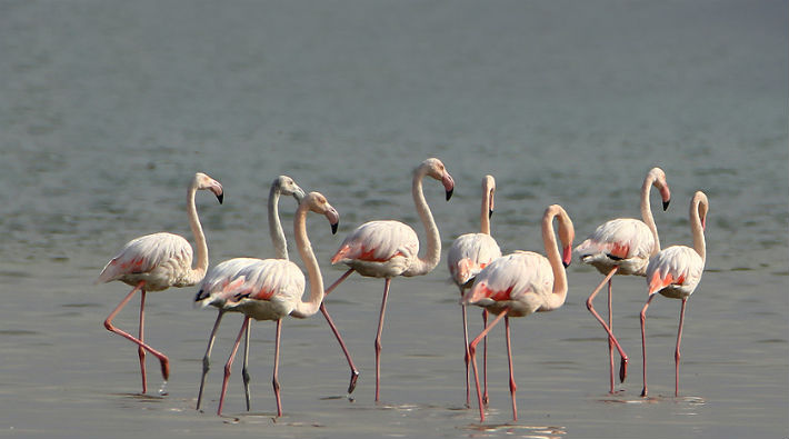 Van Gölü flamingoları ağırlıyor