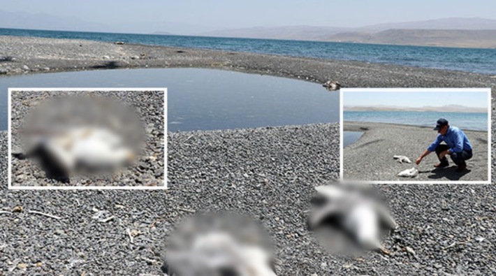 Van Gölü'nde toplu martı ölümleri