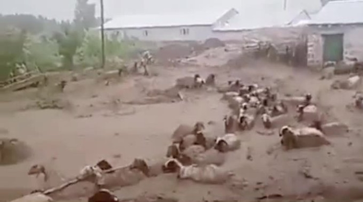 Van'da sele kapılan 74 koyun hayatını kaybetti