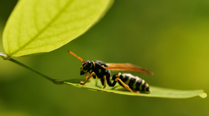 İklim krizinin bir sonucu daha: Yaban arıları kitlesel yok oluşla karşı karşıya 