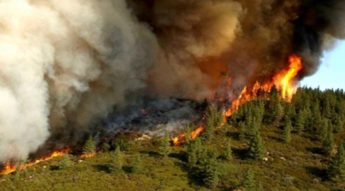 Türkiye'de orman yangınlarının bilançosu: 5 bin 469 hektar alan yandı