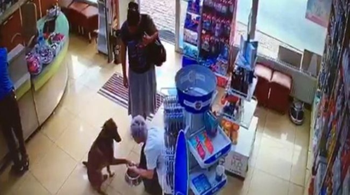 Yaralı köpek eczaneden yardım istedi