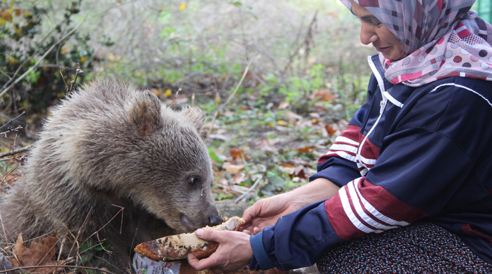 Yavru ayıları kendi hazırladığı ballı ekmeklerle besliyor