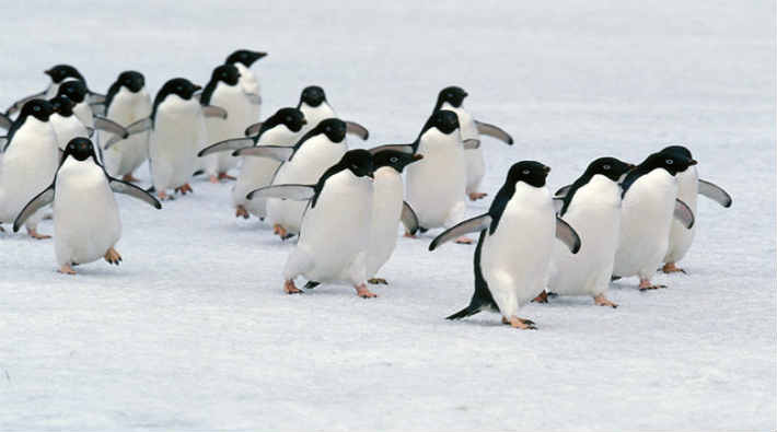 1.5 milyonluk yeni penguen sürüsü keşfedildi
