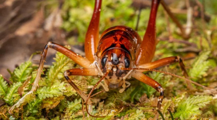 Yeni Zelanda Başbakanı Jacinda Ardern'ın adı yeni bulunan bir böcek türüne verildi