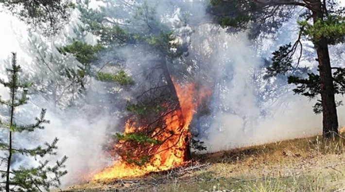 Yozgat'ta orman yangını