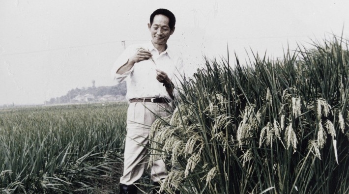 Milyonları açlıktan kurtarmıştı: 'Melez pirincin babası' Çinli bilim insanı yaşamını yitirdi