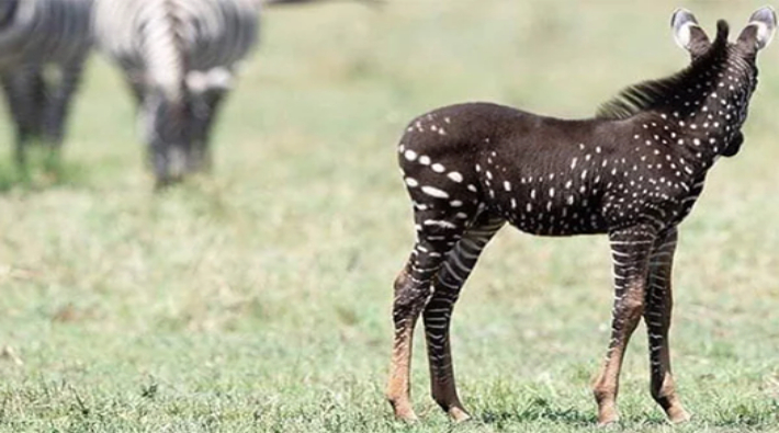 Kenya'da benekli bir zebra fotoğraflandı