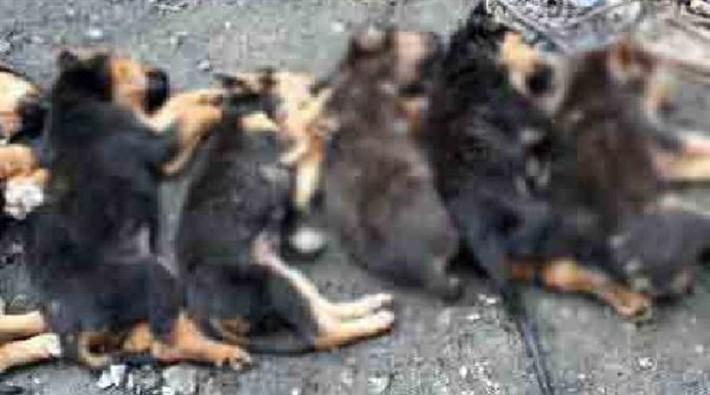 Zonguldak'ta yavru köpekleri zehirlediler!