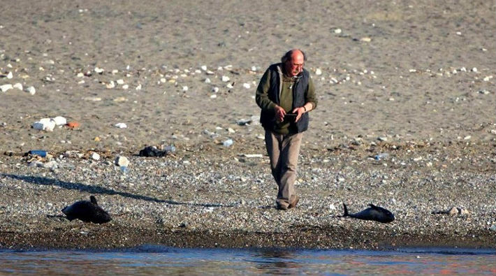 Zonguldak'ta yunuslar silahla vurularak öldürüldü, balıkçılar serbest bırakıldı